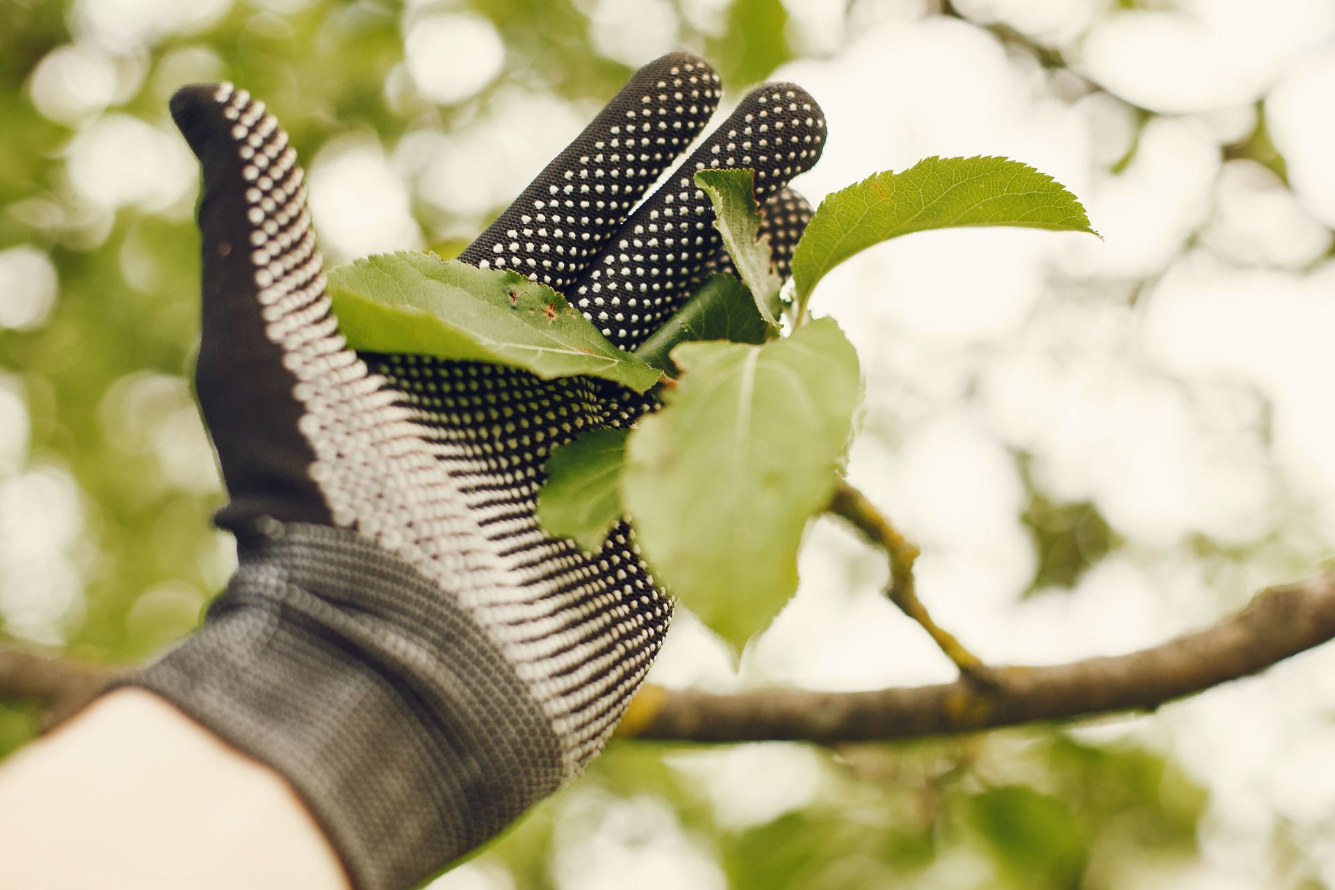 Gloved hand holding a green leaf on a tree branch in bright sunlight