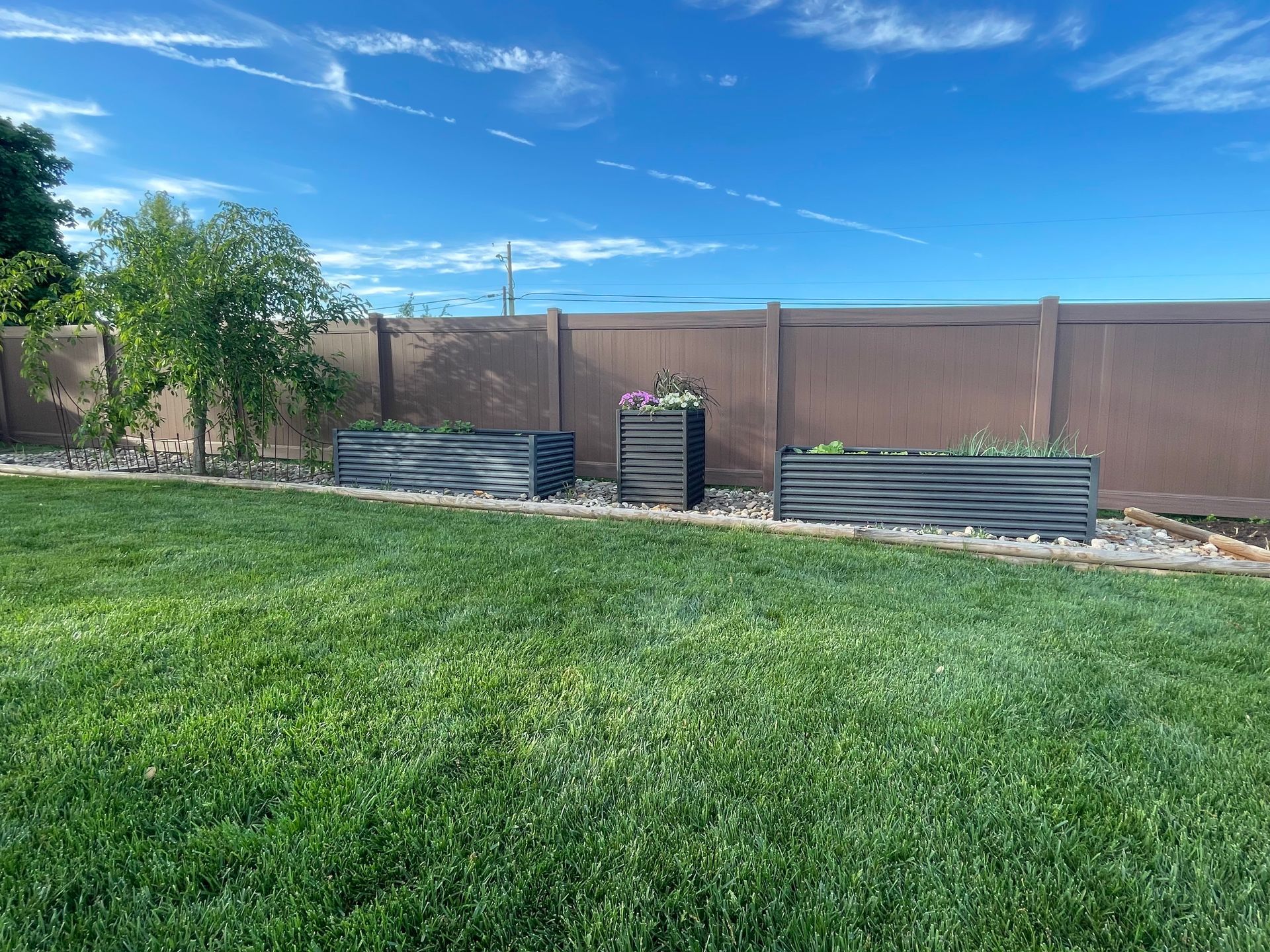 Three raised garden beds with plants on a grassy lawn, against a brown fence under a blue sky.