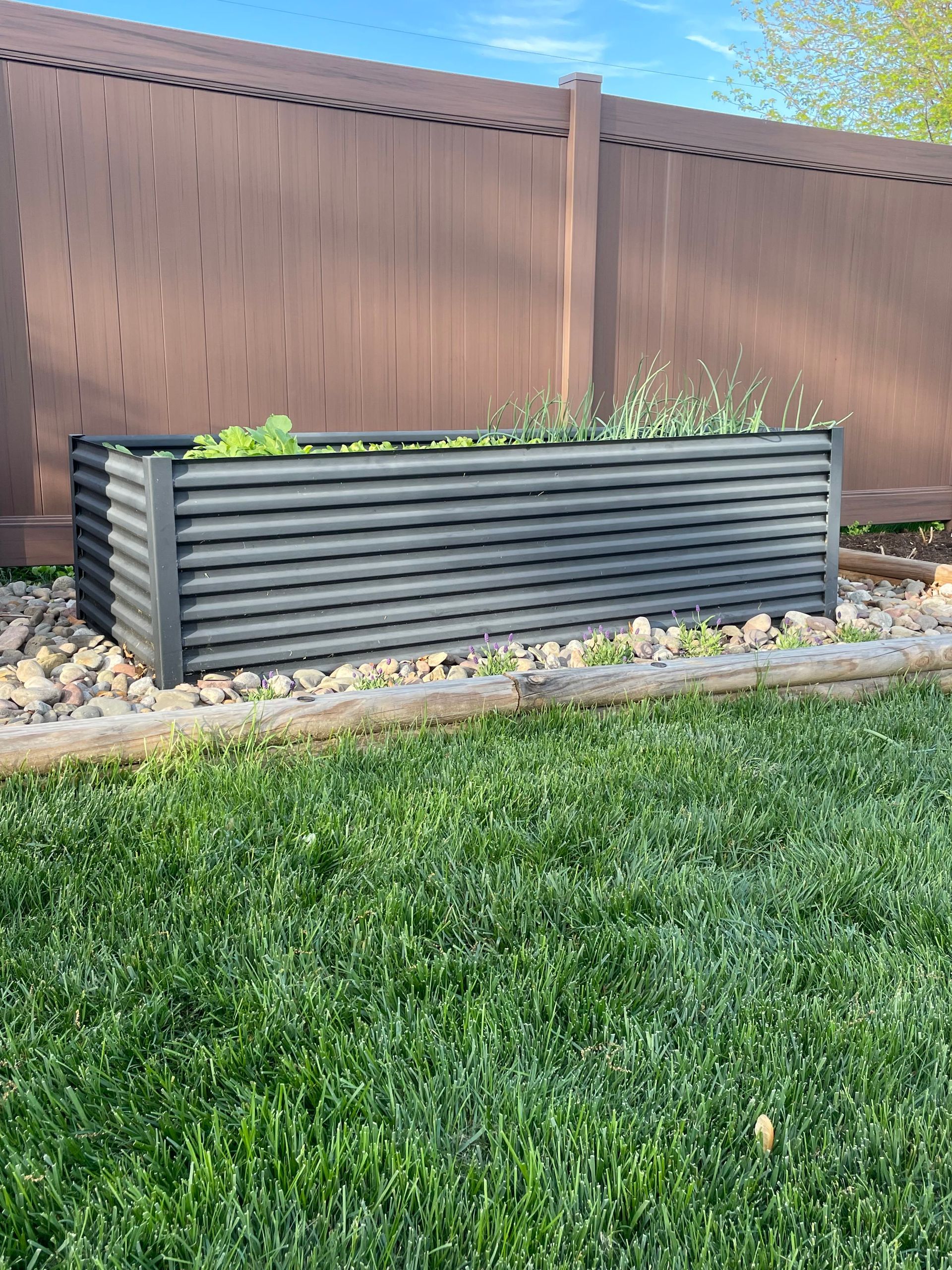 Black corrugated metal raised garden bed in a backyard with a brown fence and green grass.
