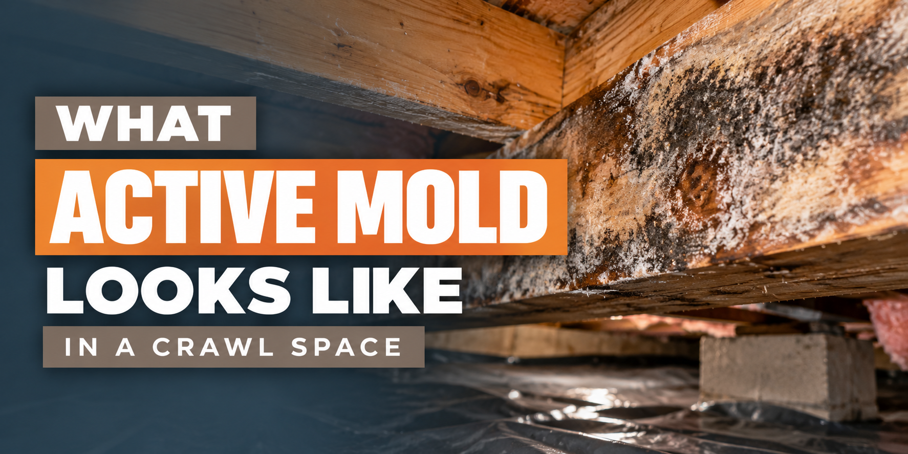 Bold text over a crawl space asks, “What active mold looks like in a crawl space.”