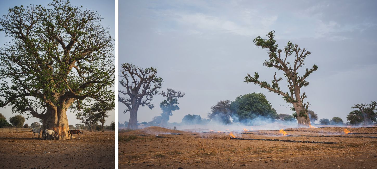 Burning Baobabs