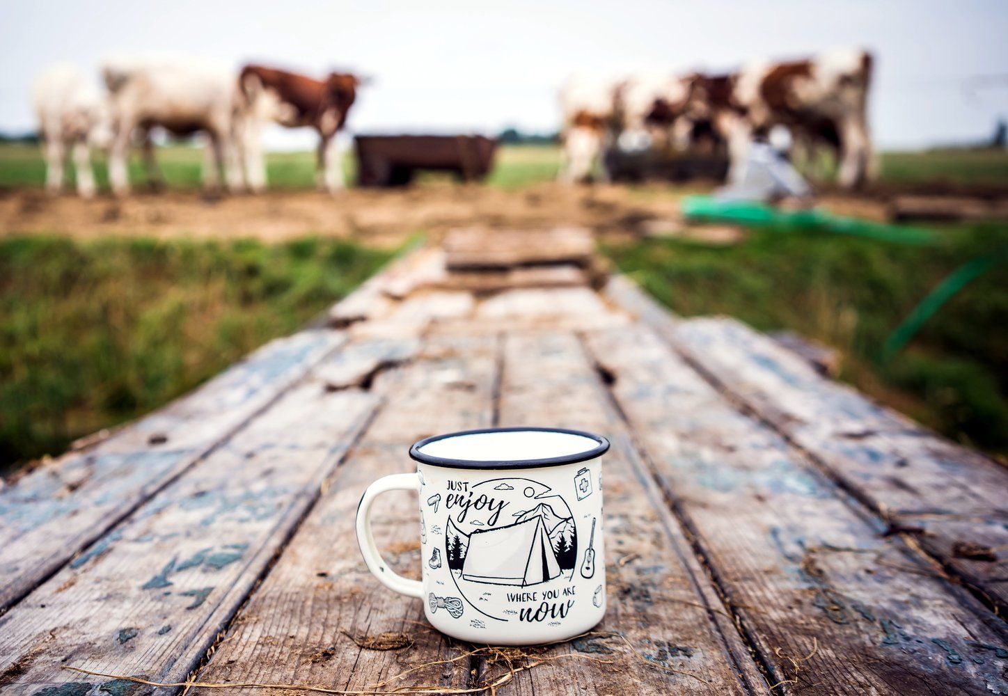 Cow Picnic