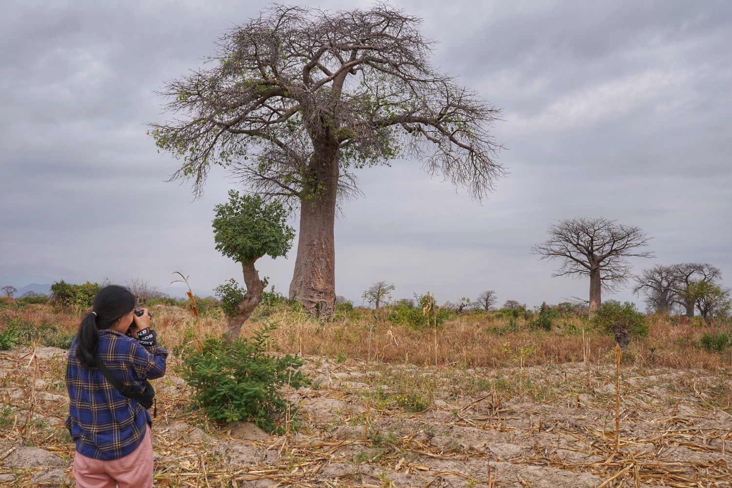Baobab Chase