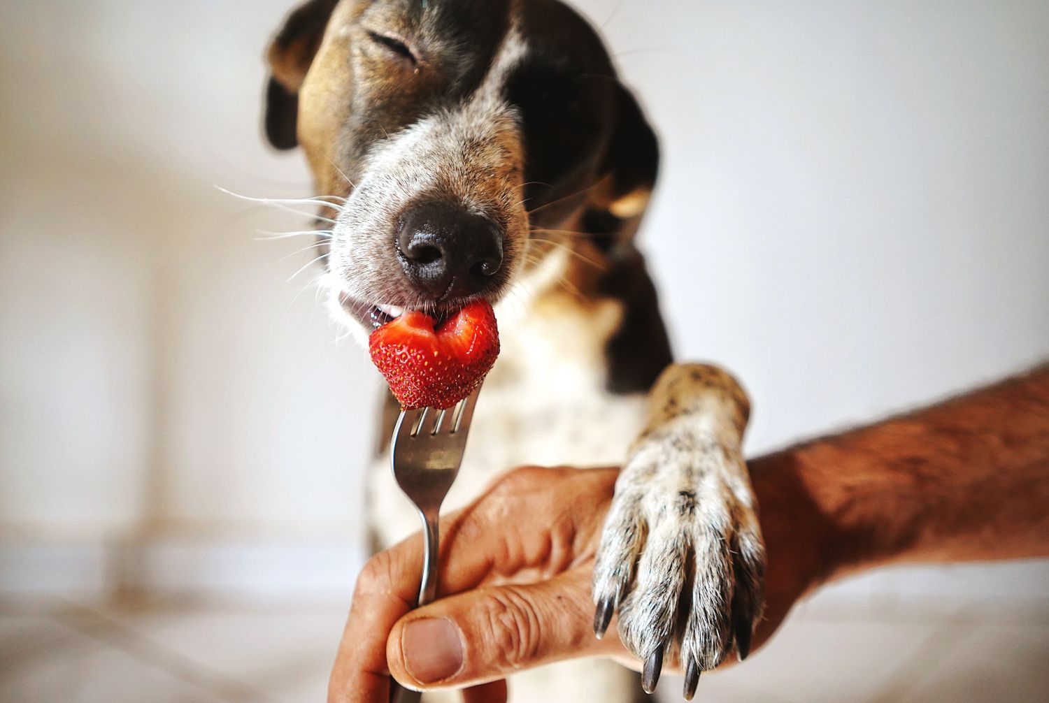 Strawberry Dog L.O.V.E