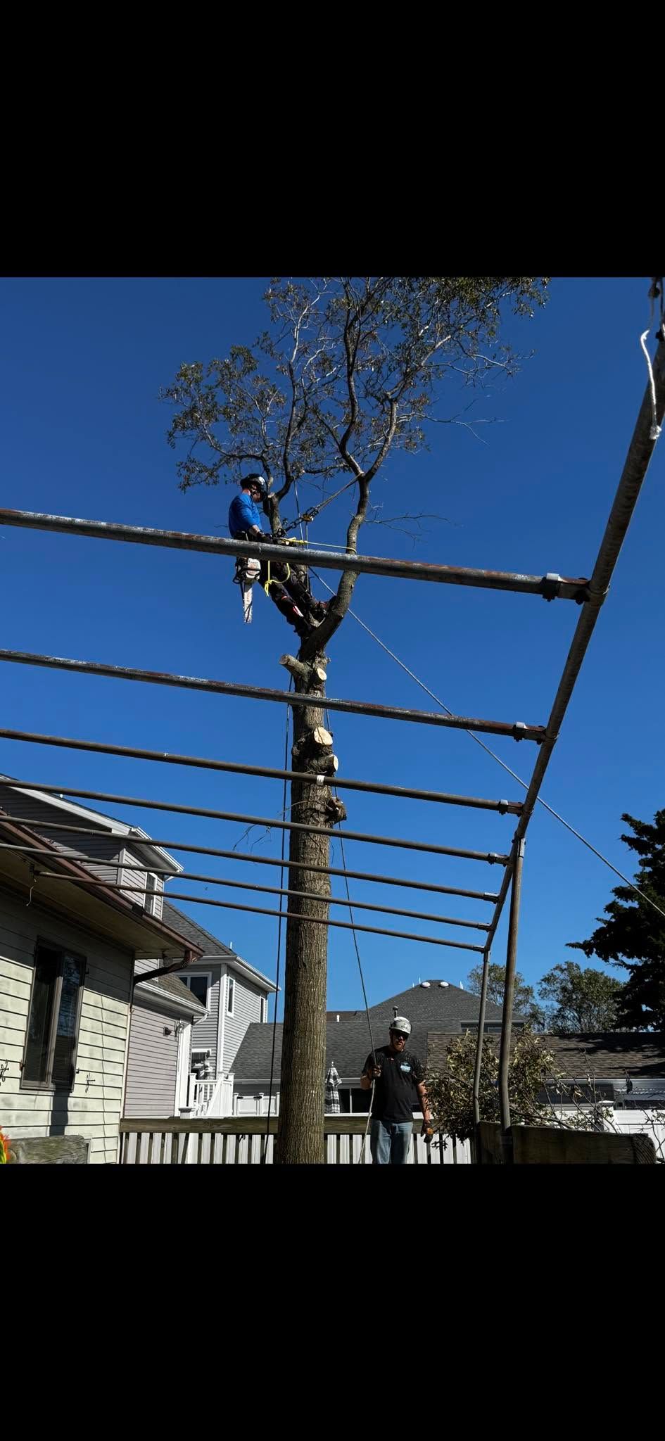 Blue sky over a striped black metal pergola with a tall tree and houses beside a street.