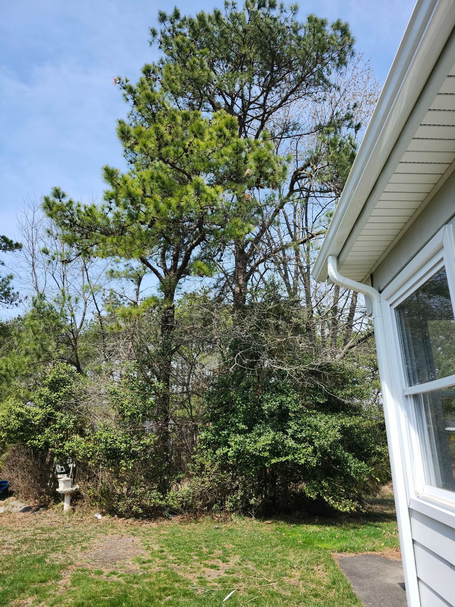 Tall leafy tree and shrubs beside a house under a bright blue sky