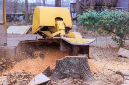 Yellow wood chipper ejecting sawdust onto a stump in a yard