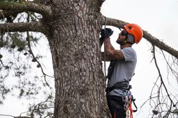 Arborist in orange helmet trimming a tree branch with a chainsaw