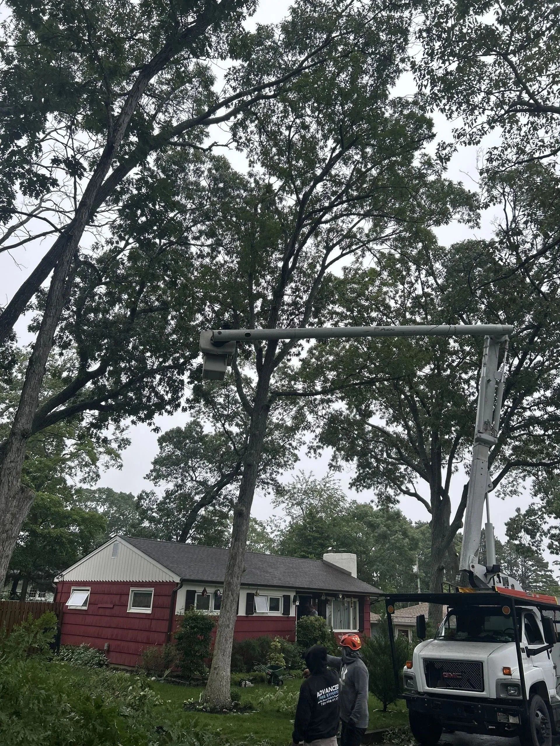 Large tree in a yard with a swing frame, a white truck, and houses in the background.