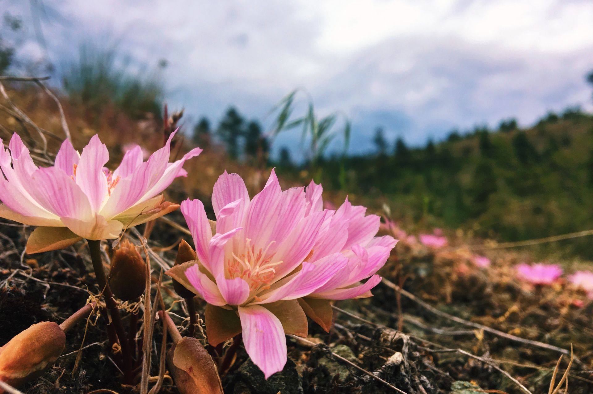 Pink wildflowers blooming in a rocky field with a forest and cloudy sky in the background
