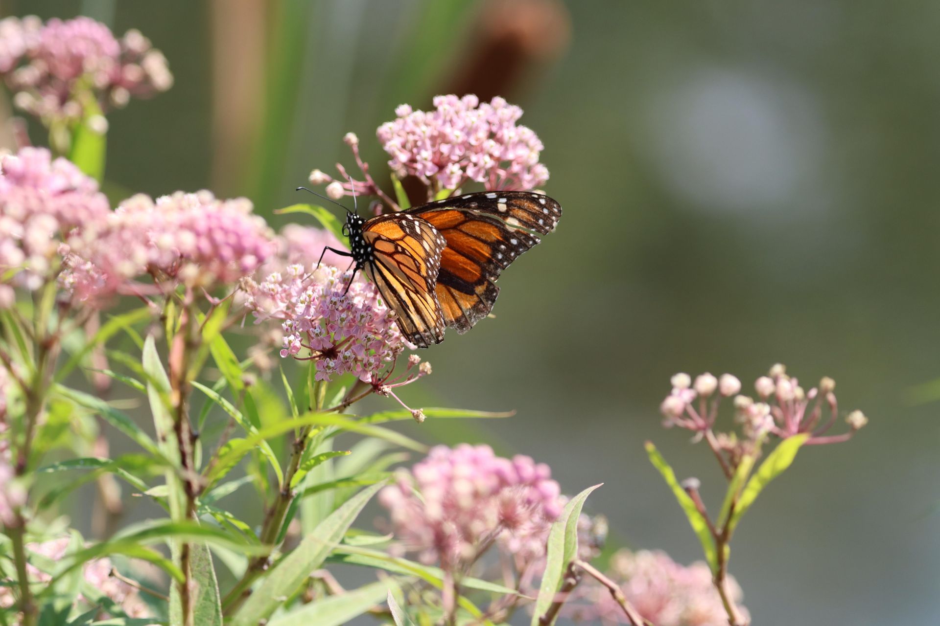 Monarch butterfly on pink wildflowers against a soft green background