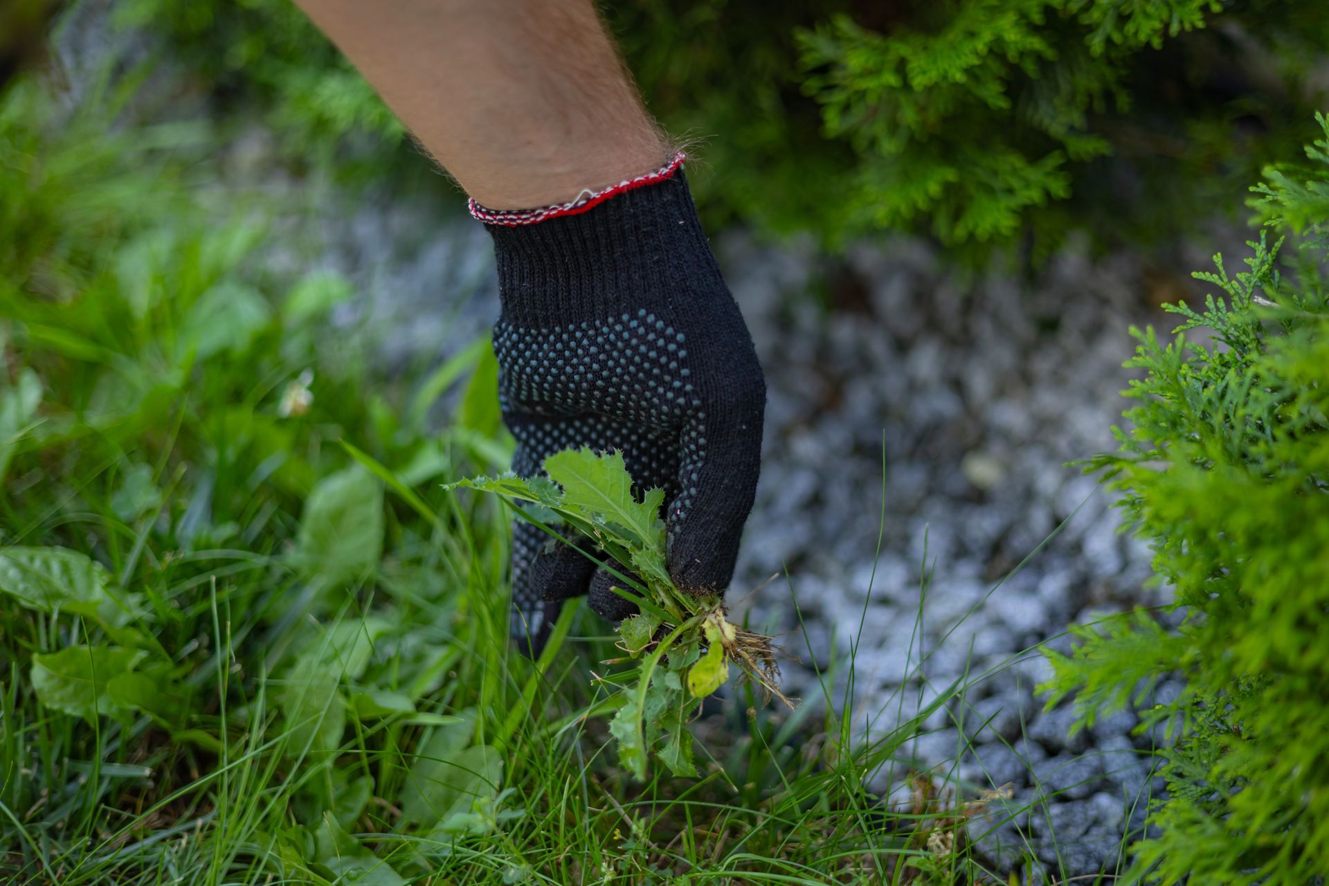 Gloved hand weeding green grass