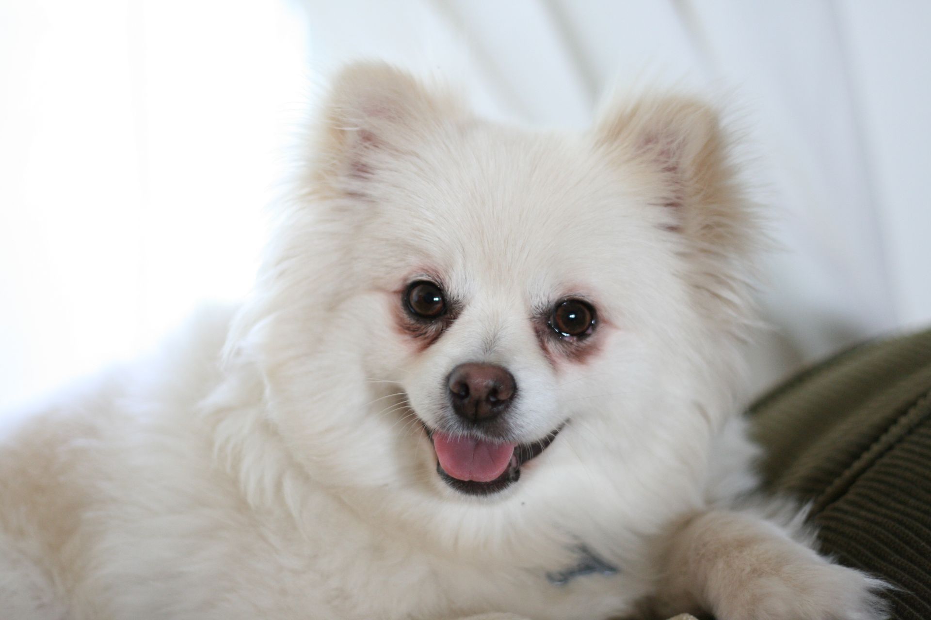 Kahlu dog
