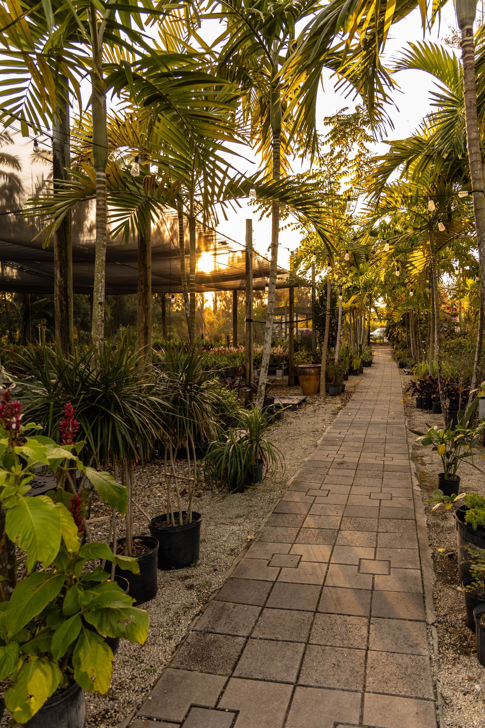 A paved stone path leads through a lush nursery filled with potted plants and tall palms under warm, golden sunlight.