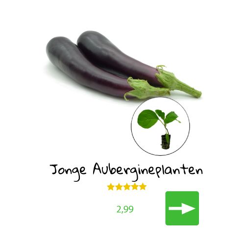 Twee paarse aubergines met een kleine plantillustratie. De tekst luidt 