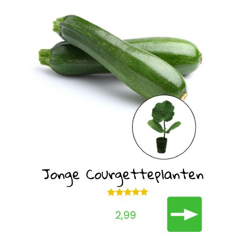 Twee groene courgettes en een klein courgetteplantje met de tekst 