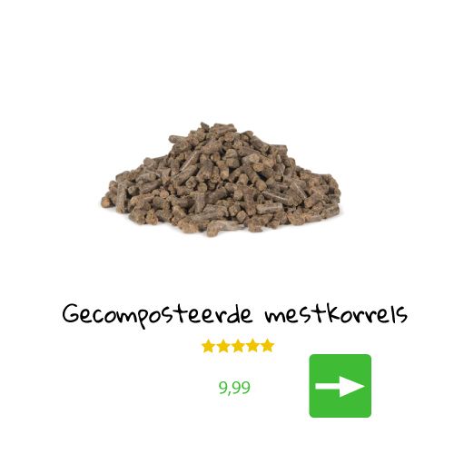 Jonge tomatenplantjes met een tros tomaten.