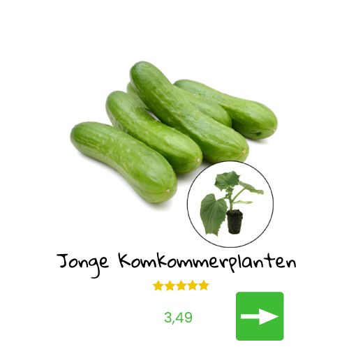 Op de foto zijn komkommers en een klein plantje te zien, met de tekst 