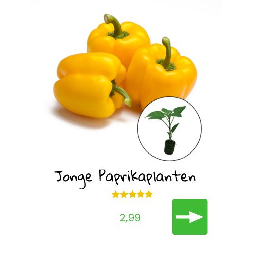 Gele paprika's met plantinformatie en prijs.