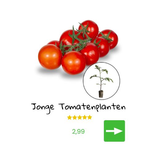 Jonge tomatenplantjes met een tros tomaten.