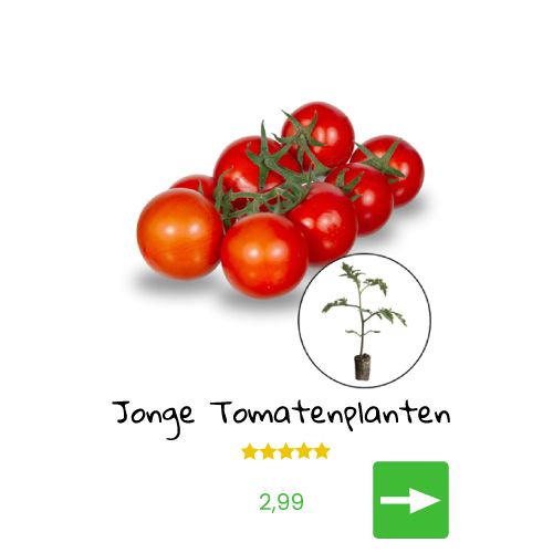 Jonge tomatenplantjes met een tros tomaten.