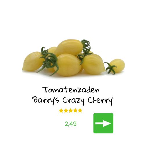 Jonge tomatenplantjes met een tros tomaten.