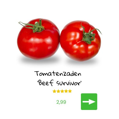 Jonge tomatenplantjes met een tros tomaten.