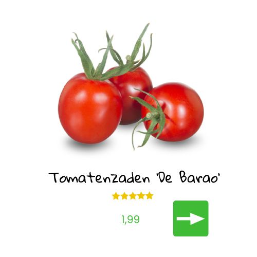 Jonge tomatenplantjes met een tros tomaten.