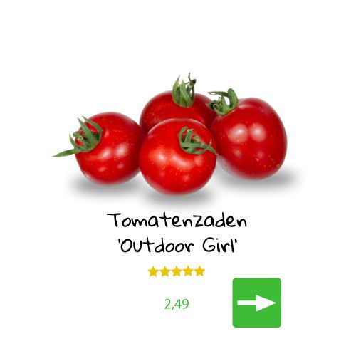 Vier rode 'Outdoor Girl' tomaten met groene stelen, productbeschrijving.