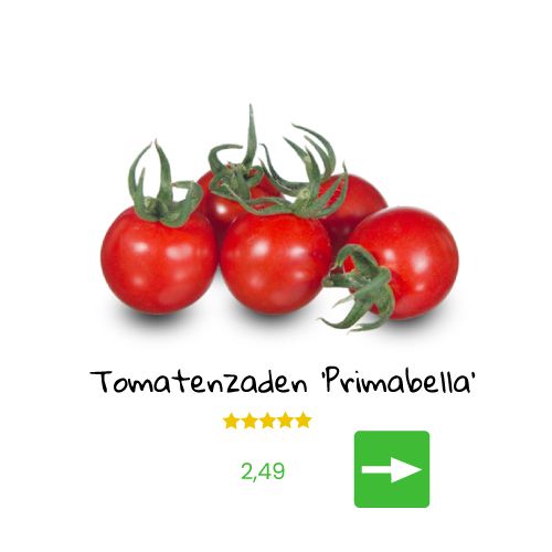 Jonge tomatenplantjes met een tros tomaten.