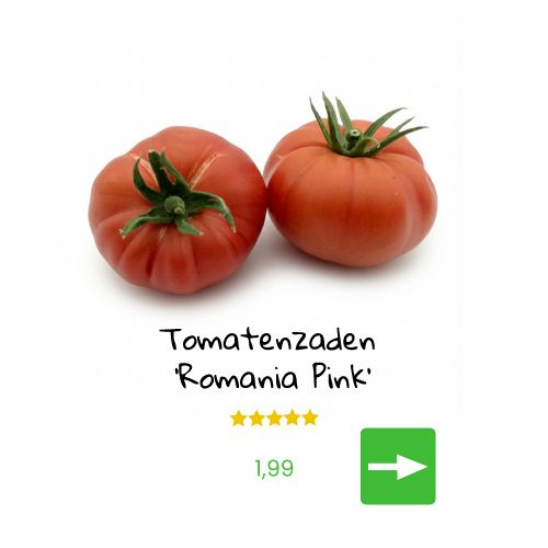 Jonge tomatenplantjes met een tros tomaten.