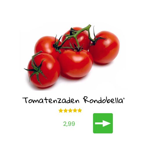 Jonge tomatenplantjes met een tros tomaten.