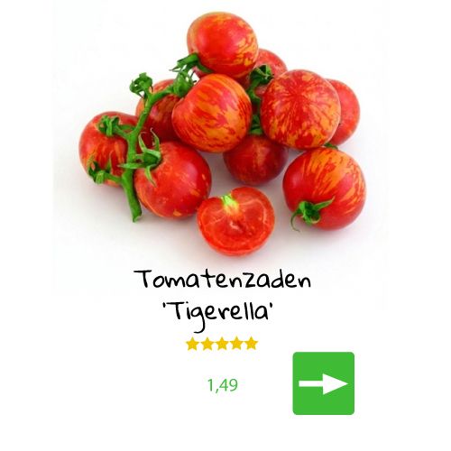 Stapel rode en oranje Tigerella-tomaten met groene stelen, tekst 