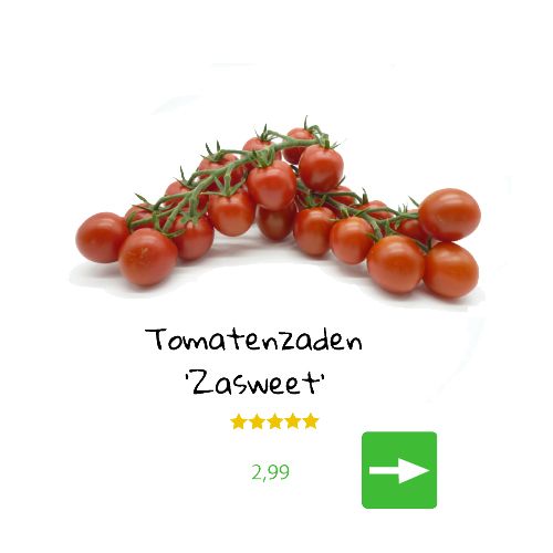 Tomatenzaden 'Zasweet' met rode tomaten aan een tros, prijs 2,99, groene knop.