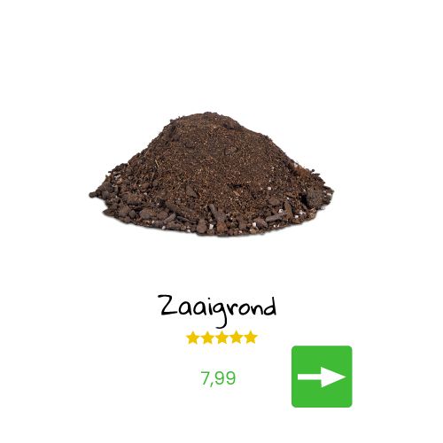 Jonge tomatenplantjes met een tros tomaten.