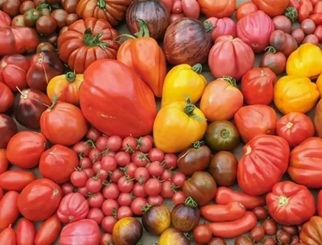 Diverse kleurrijke tomaten in verschillende vormen en maten opgestapeld in een marktkraam.