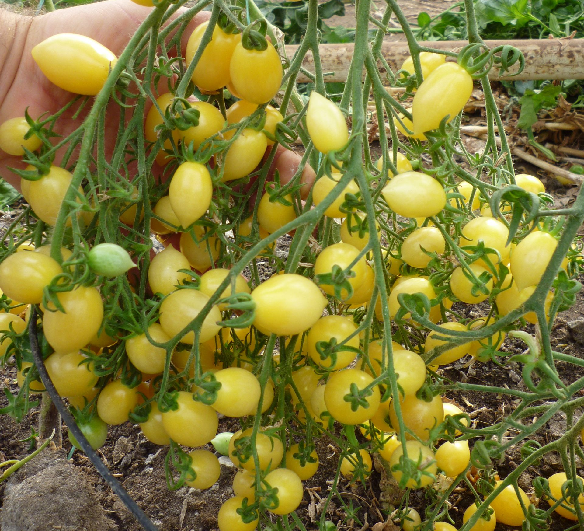 Twee kinderen lachen in een moestuin en eten tomaten. Fel zonlicht, houten schutting op de achtergrond.