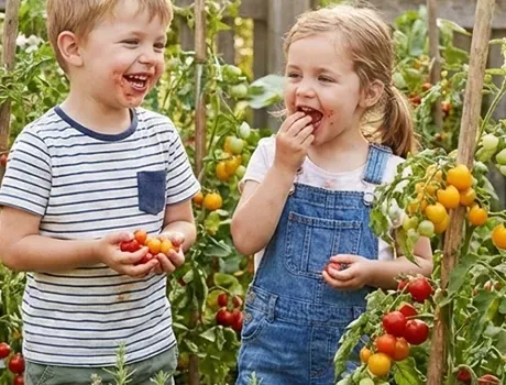 Een  getopte tomatenplant met de laatste tros  rijpe rode en groene cherrytomaten die aan een rank in een moestuin groeit.
