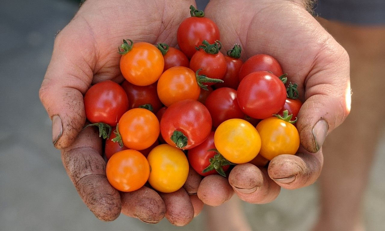 Met de handen in komvorm een ​​stapel kleurrijke cherrytomaten: rood, oranje en geel.