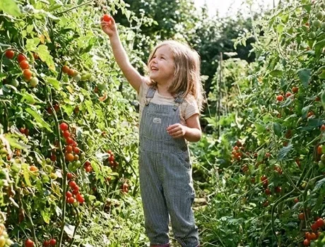 Kind plukt rijpe tomaten in een tuin, reikt omhoog tussen de groene wijnranken en lacht.