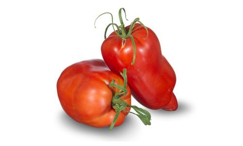 Tomatenras Cornea-des-Andes. Rode langwerpige roma tomaten