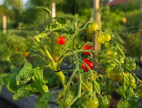 Een man en een kind plukken rijpe tomaten in een zonnige moestuin en dragen manden vol rijpe tomaten.
