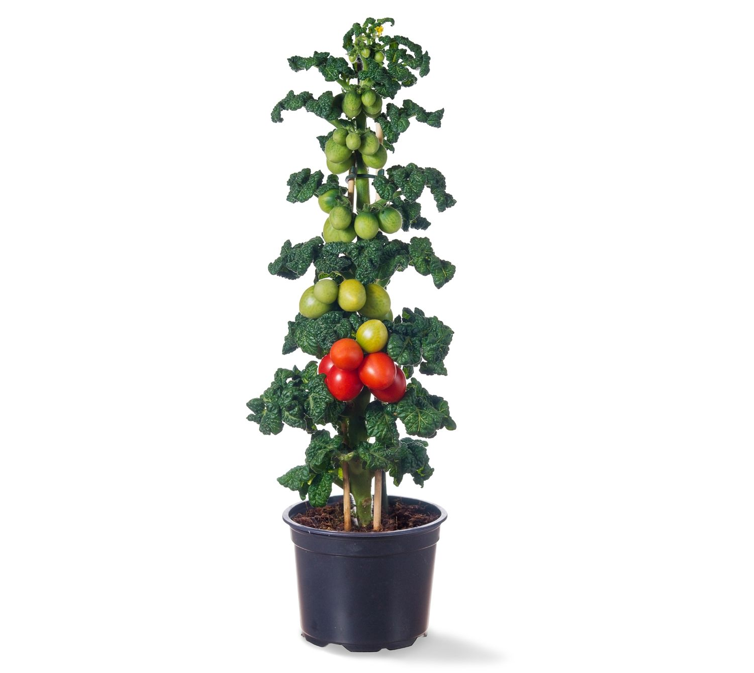 Tomatenplant in een zwarte pot, met groene en rode tomaten.