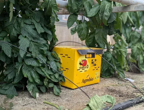 Gele hommelkast  tussen tomatenplanten in een kas.