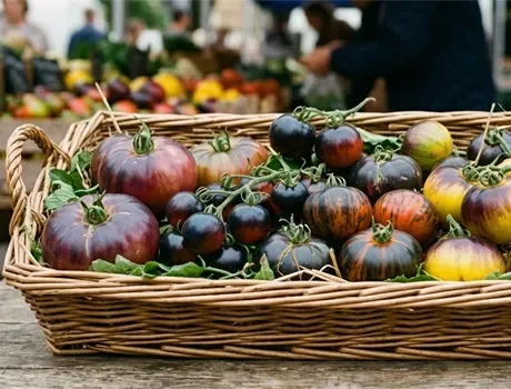 Tomatenplanten met rijpe rode en groene tomaten in een moestuin, met een bordje waarop staat: 