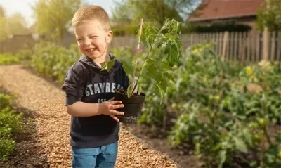 Een lachend kind in een moestuin houdt een tomatenplant vast. Op de achtergrond zijn rijen tomatenplanten en een hek te zien.