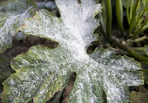 Close-up van een groen blad bedekt met witte poederachtige meeldauw. Een zware aantasting van echte meeldauw op een courgetteplant.