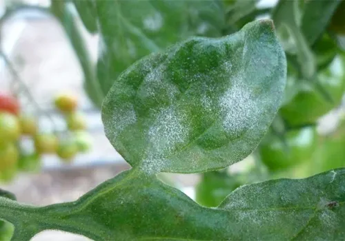 Groene bladeren met witte poederachtige meeldauw op een blad van een tomatenplant (close-up). Het is een beginnende aantasting van echte meeldauw.