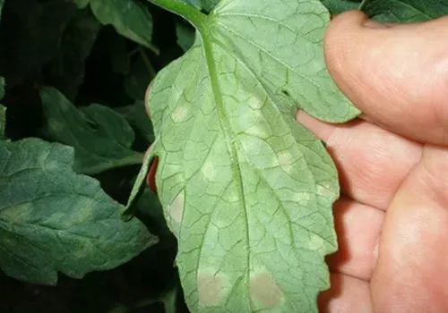 Hand die een groen tomatenblad met zichtbare nerven vasthoudt tegen een donkere, bladerrijke achtergrond. Op de achterkant van het tomatenblad is valse meeldauw aantasting te zien.