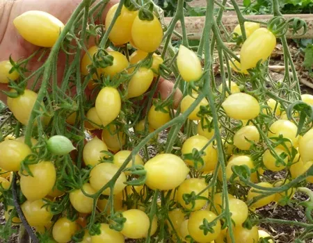 Een multiflora-tomaat met een tros waar  honderden gele cherrytomaten aan groeien.